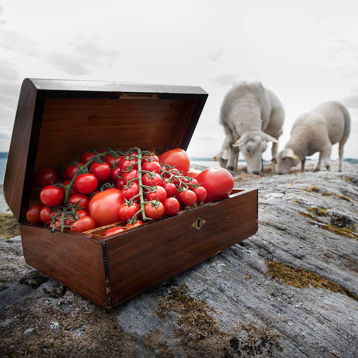 Tomatfestivalen